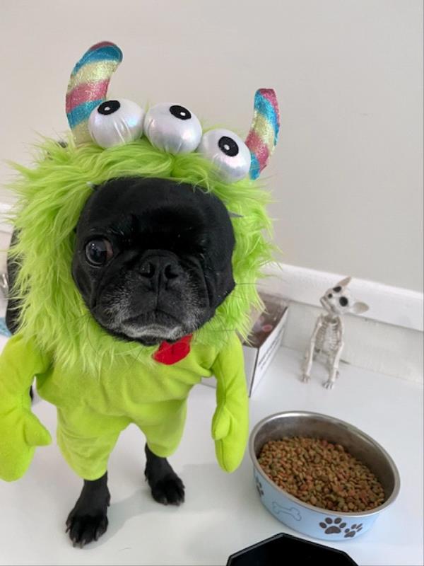 /images/uploads/pug nation rescue of los angeles/pugnation2024/entries/31020thumb.jpg